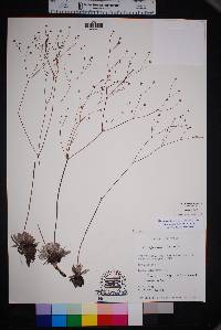 Eriogonum havardii image