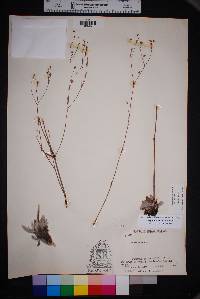 Eriogonum havardii image