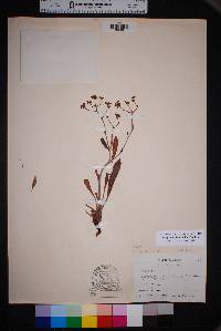 Eriogonum hieracifolium image