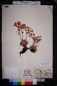 Eriogonum jamesii image