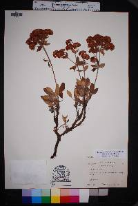 Eriogonum jamesii image