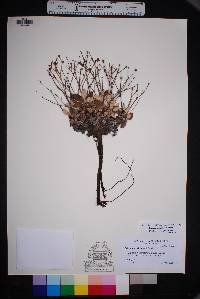 Eriogonum jamesii image