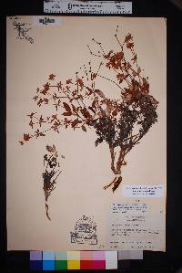 Eriogonum jamesii image