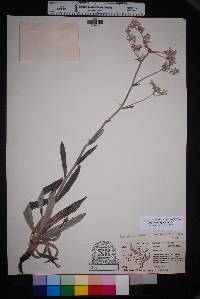 Eriogonum longifolium image