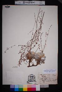 Eriogonum platyphyllum image