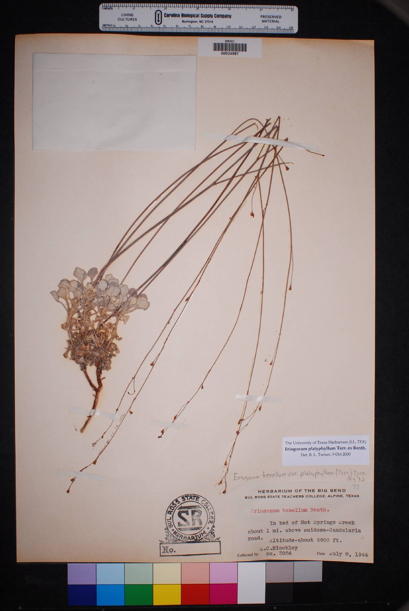 Eriogonum platyphyllum image