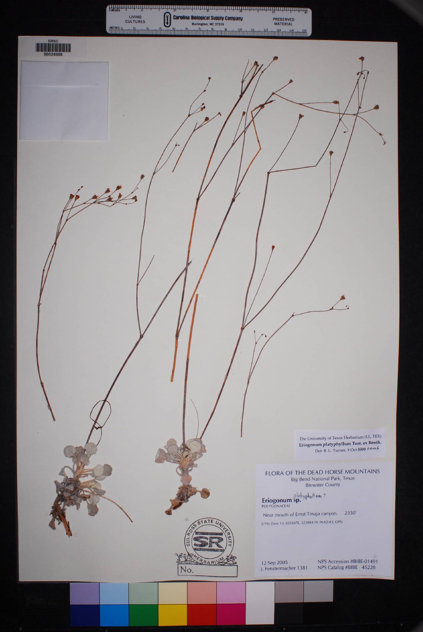 Eriogonum platyphyllum image