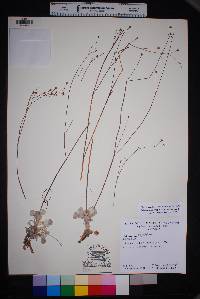 Eriogonum platyphyllum image