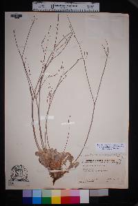 Eriogonum platyphyllum image