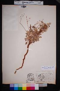 Eriogonum platyphyllum image