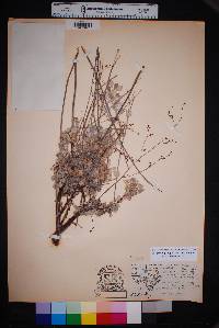 Eriogonum platyphyllum image