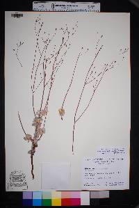 Eriogonum platyphyllum image