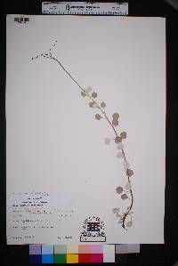 Eriogonum platyphyllum image