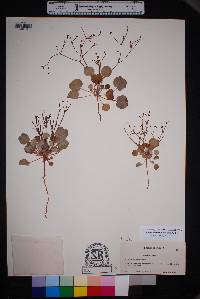 Eriogonum rotundifolium image