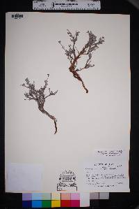 Eriogonum suffruticosum image