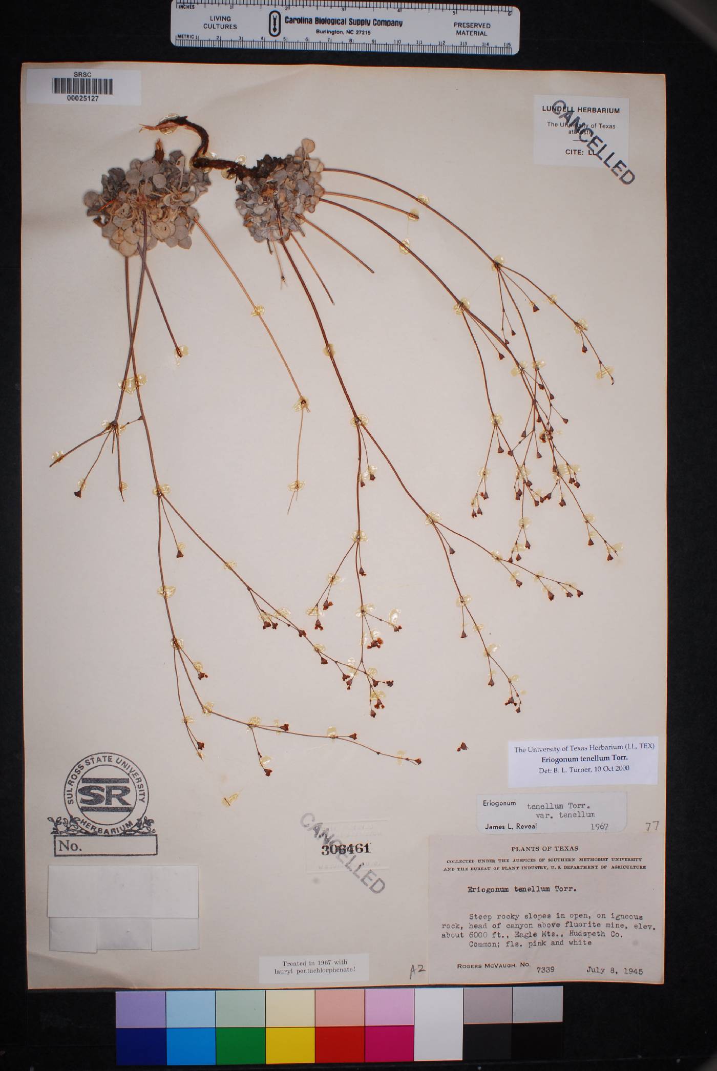 Eriogonum suffruticosum image