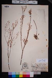 Eriogonum tenellum image