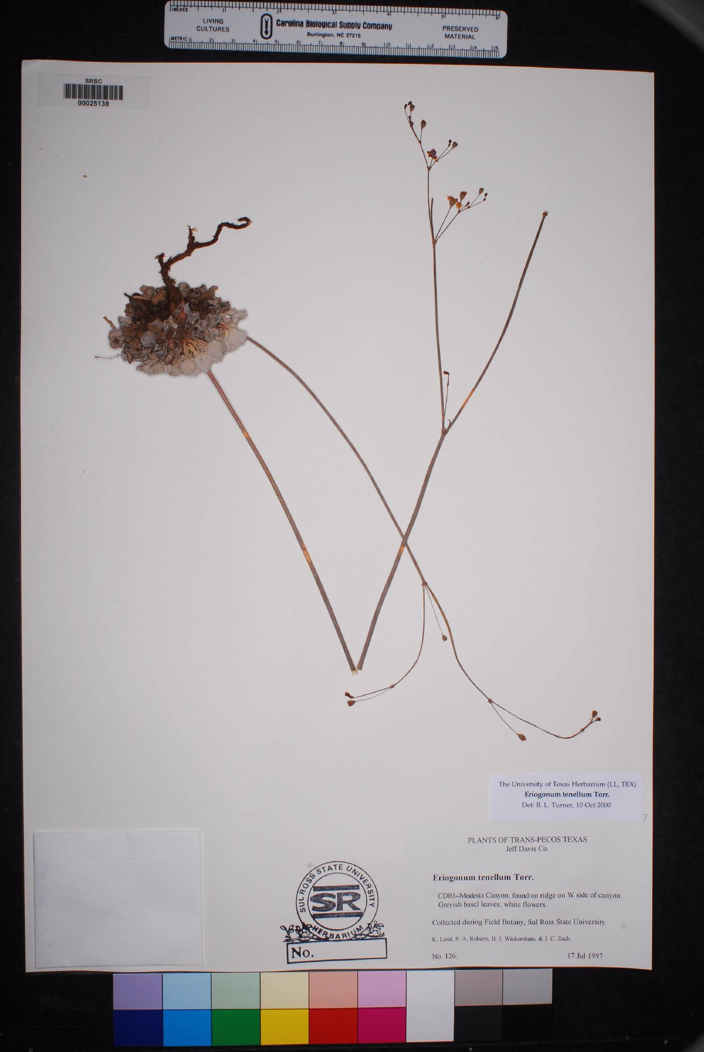 Eriogonum tenellum image