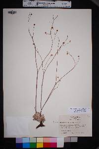 Eriogonum tenellum image