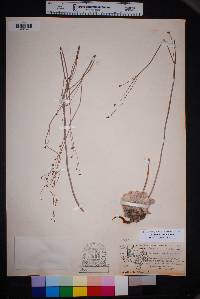 Eriogonum tenellum image