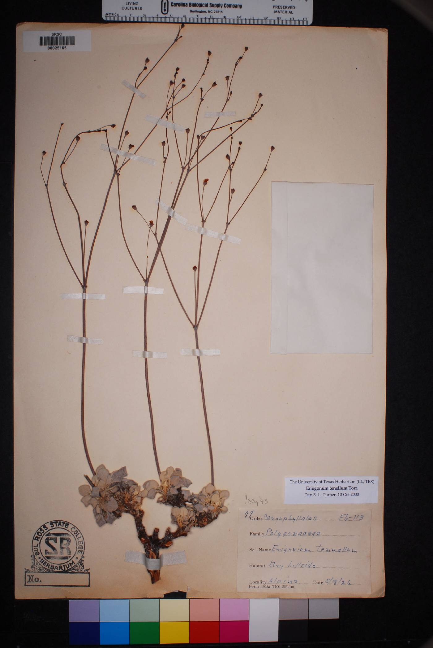 Eriogonum tenellum image