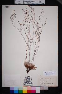 Eriogonum tenellum image