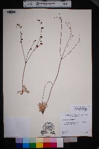 Eriogonum tenellum image