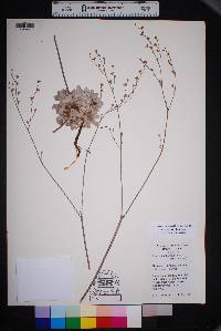 Eriogonum tenellum image