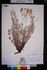 Eriogonum wrightii image