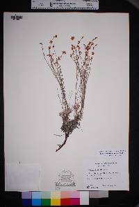 Eriogonum wrightii image