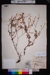 Eriogonum wrightii image