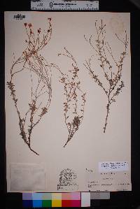 Eriogonum wrightii image