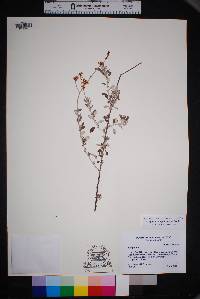 Eriogonum wrightii image