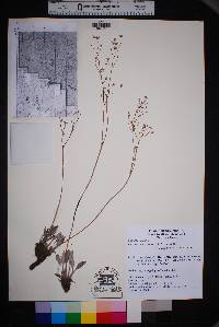 Eriogonum havardii image