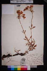 Eriogonum heracleoides image