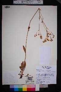 Eriogonum hieracifolium image