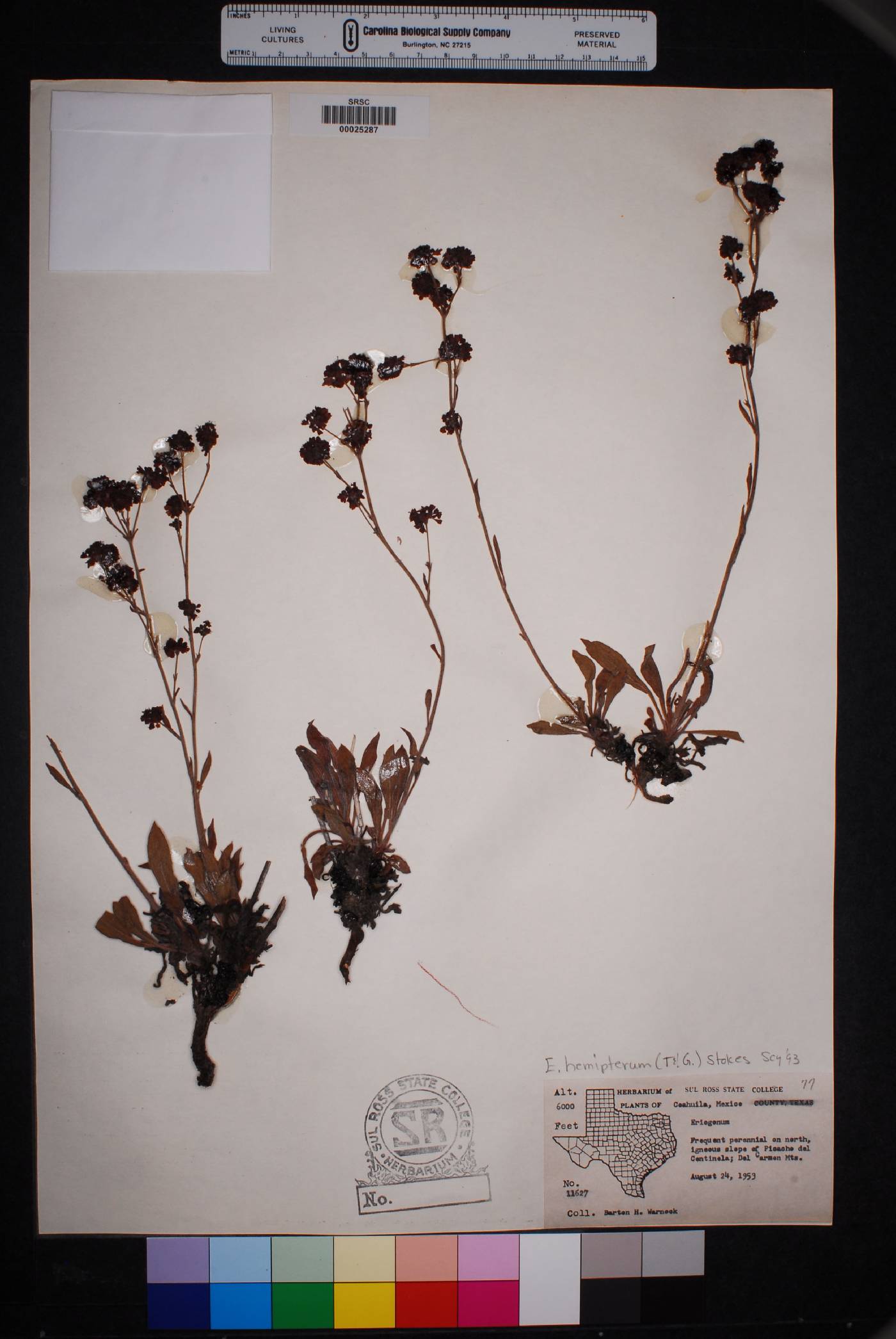 Eriogonum hemipterum image