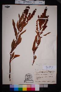 Rumex altissimus image