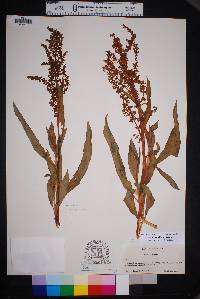 Rumex salicifolius image