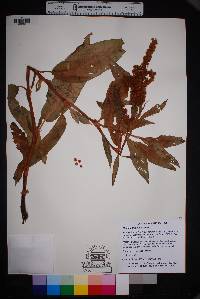 Rumex altissimus image