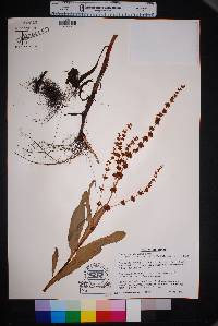 Rumex chrysocarpus image