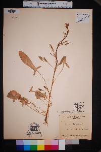 Rumex hastatulus image