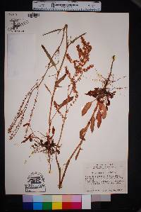 Rumex hastatulus image