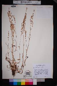 Rumex hastatulus image