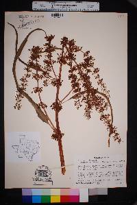 Rumex verticillatus image