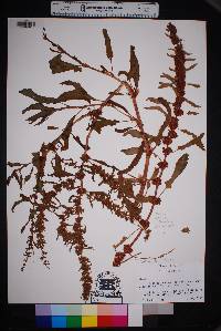 Rumex pulcher image