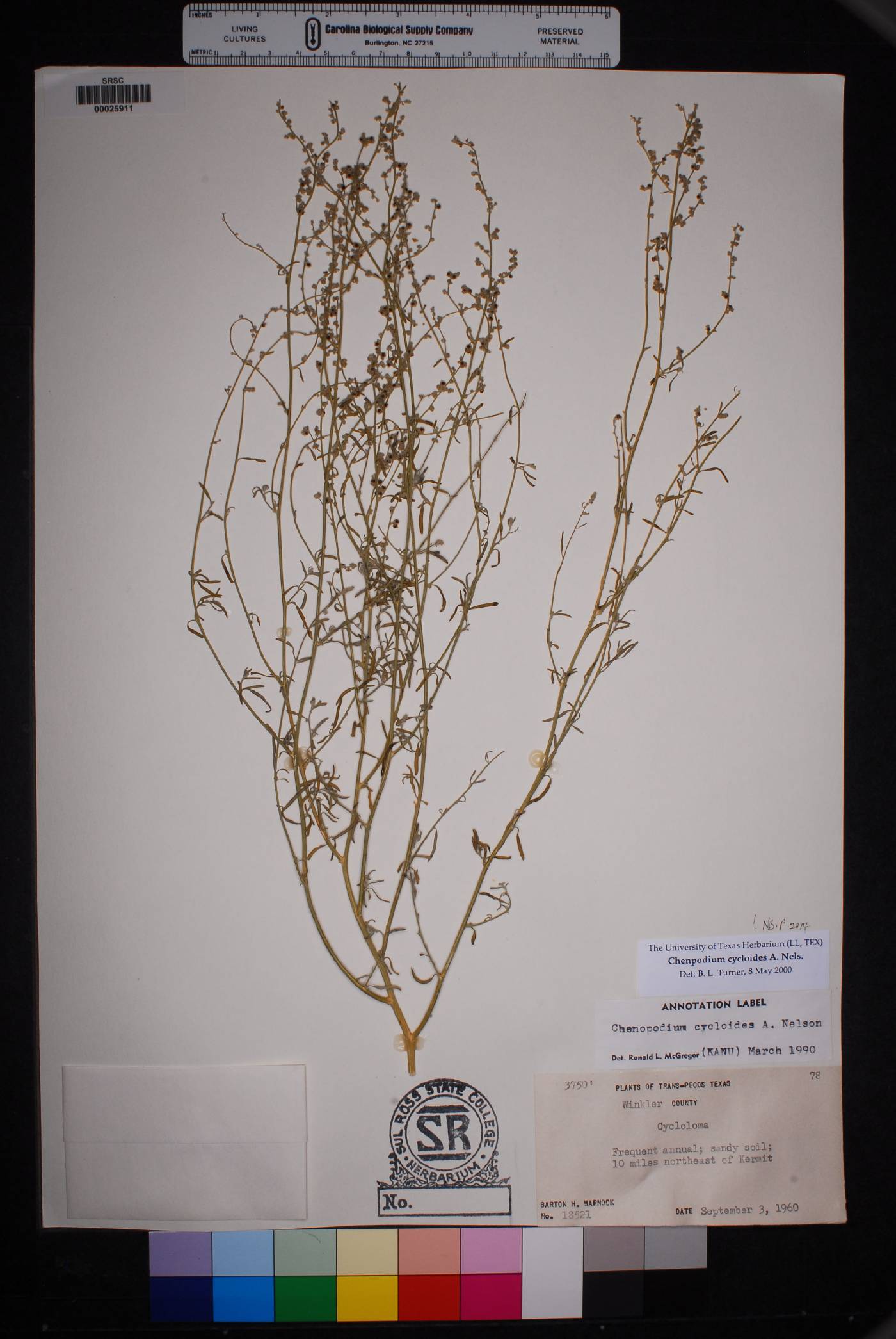 Chenopodium cycloides image
