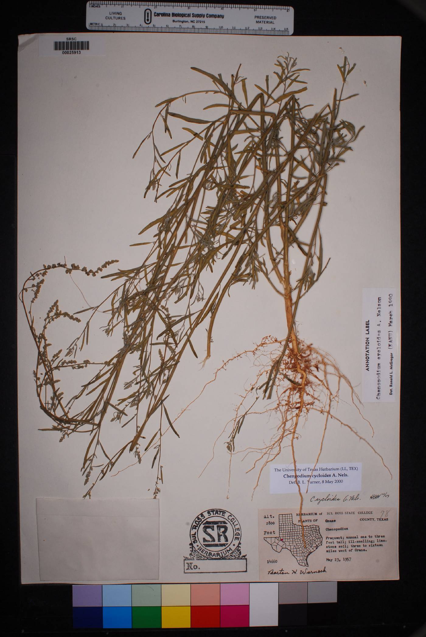 Chenopodium cycloides image