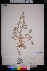 Chenopodium incanum var. elatum image