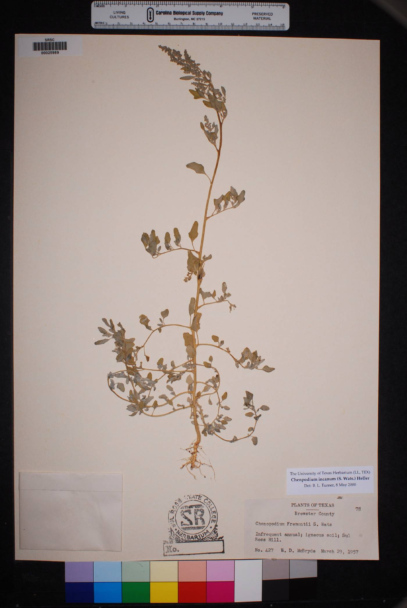 Chenopodium incanum var. elatum image